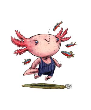 Axolotl
