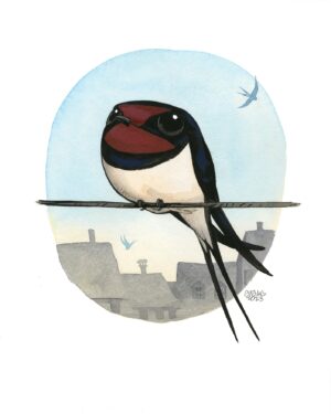 barn swallow