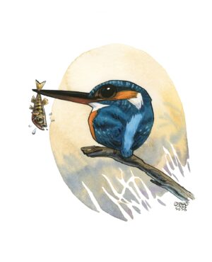 martin-pêcheur 3