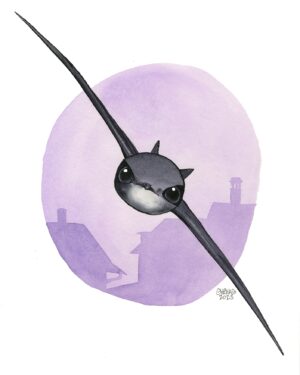 common swift