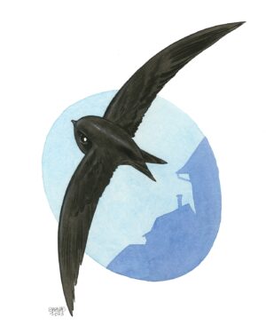 common swift