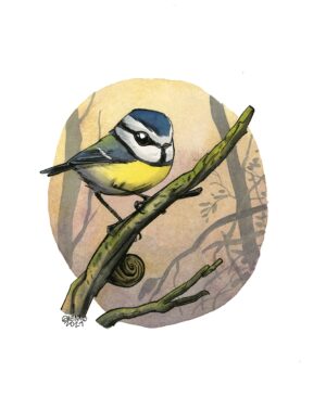 Blue tit