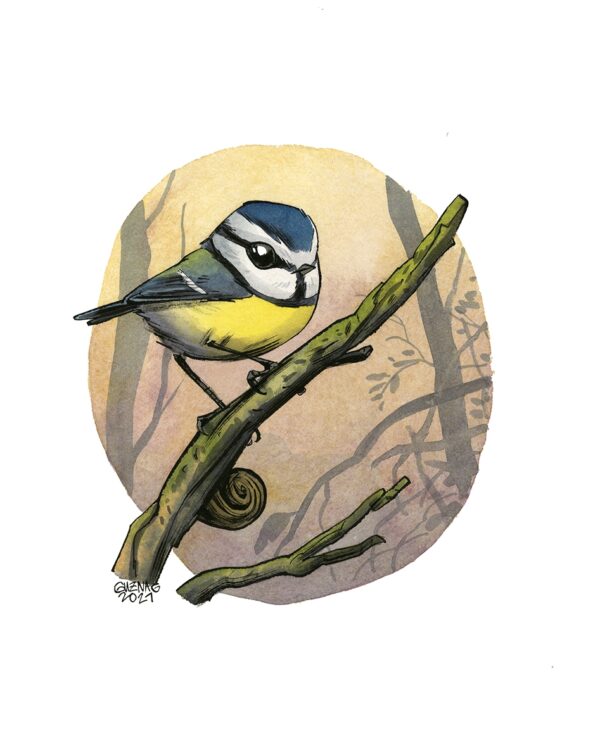 Blue tit
