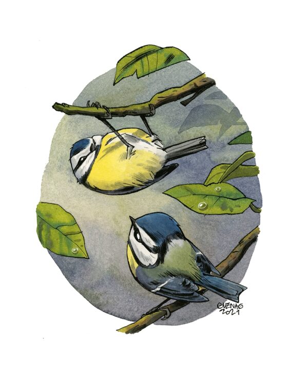 Mésange bleue 2
