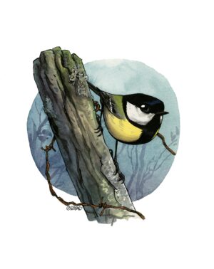 Mésange charbonnière