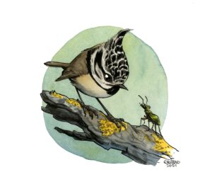 Mésange huppée