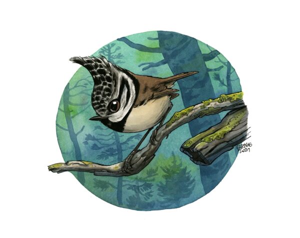 Mésange huppée 2