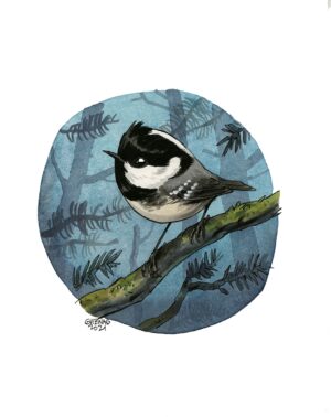 Coal tit 2