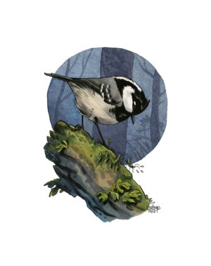 Coal tit