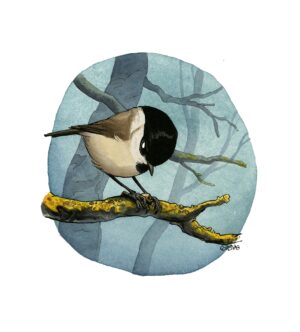 Mésange nonnette