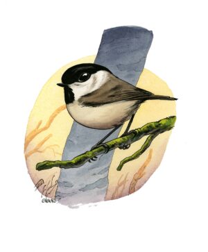Mésange nonnette 2