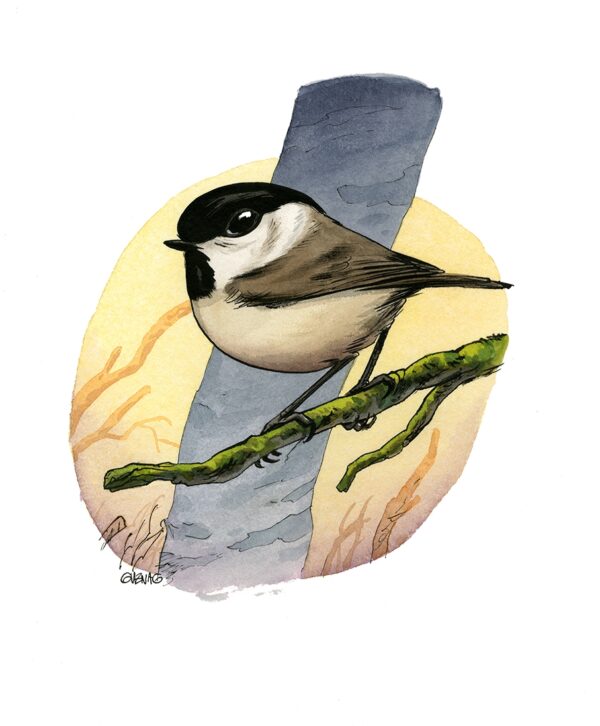 Mésange nonnette 2