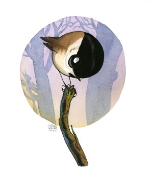 mésange nonnette