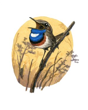 Bluethroat