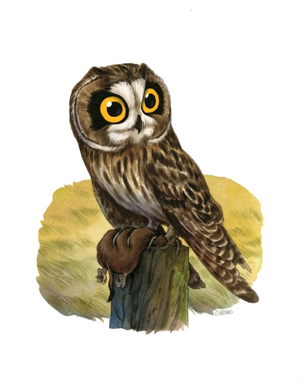 Hibou des marais