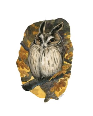 Hibou Moyen-duc