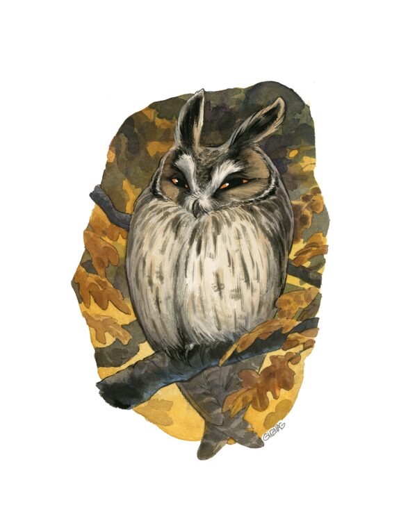 Hibou Moyen-duc