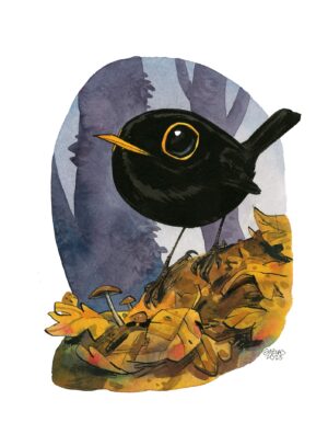common blackbird