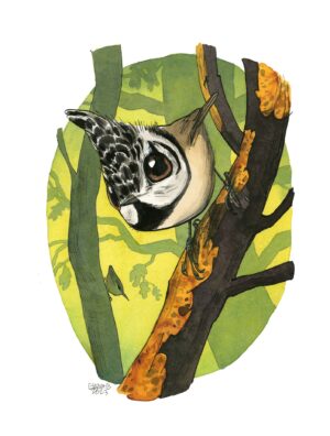 mésange huppée