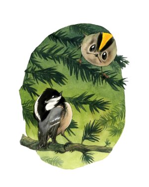 Roitelet huppé et mésange noire