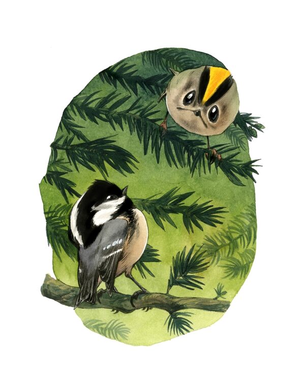 Roitelet huppé et mésange noire