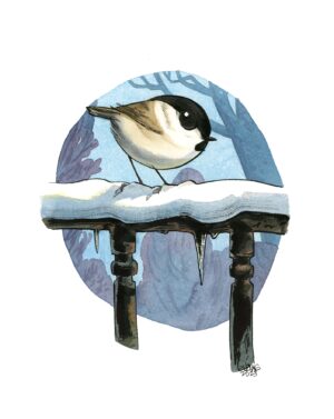mésange nonnette
