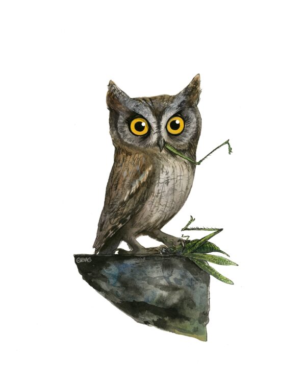 Petit duc scops