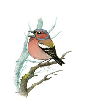 Chaffinch