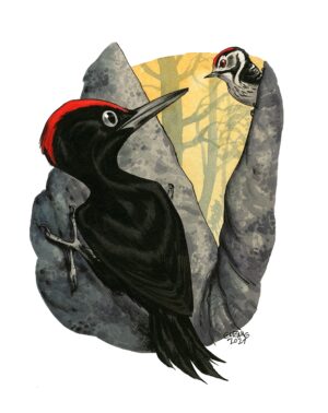Black and lesser spotted woodpeckers