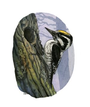 Three-toed woodpecker