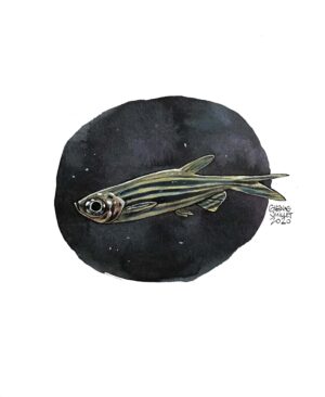 danio