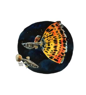 guppy