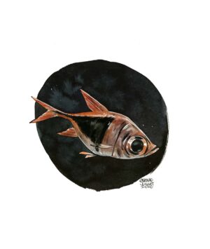 Rasbora