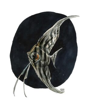 Angelfish