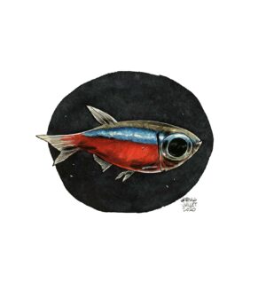 cardinalis