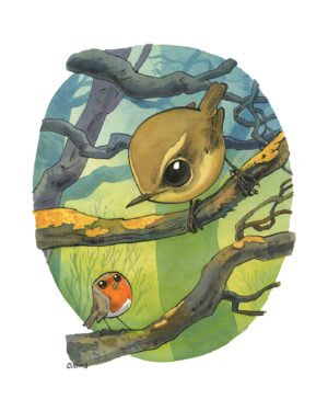 Common Chiffchaff & european robin