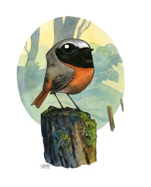 common redstart