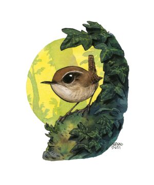 Troglodyte